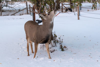 Buck mule deer eating crabapples from a tree after an early winter snow in wyoming.