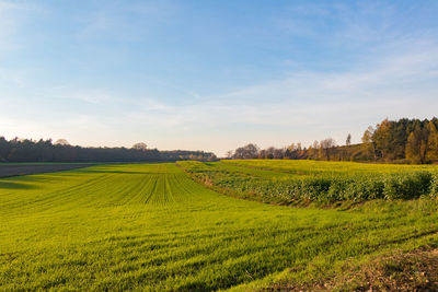 Scenic view of agricultural field against sky