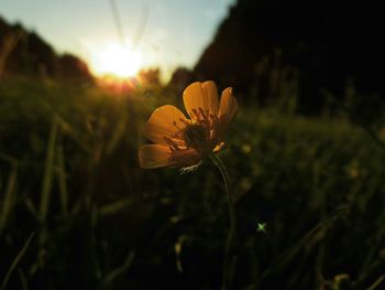 Close-up of flower blooming at home