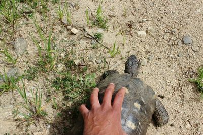 Close-up of a hand holding turtle