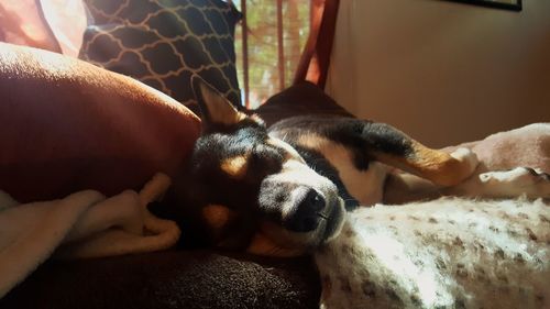 Close-up of dog sleeping on bed