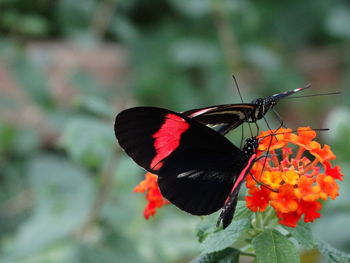 Close-up of butterflies pollinating on flower