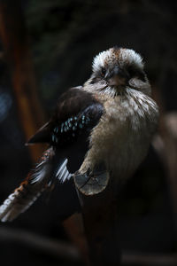 Close-up of bird perching on branch