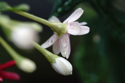 Close-up of wet flower on plant