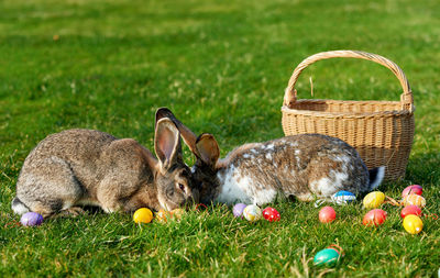 Rabbits with colorful easter eggs on grassy field