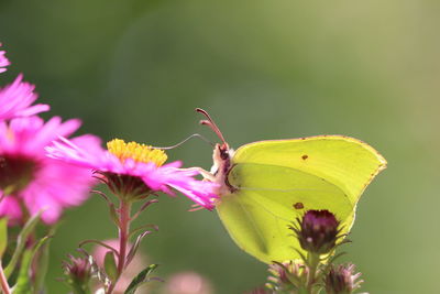 Close-up of insect on pink flower