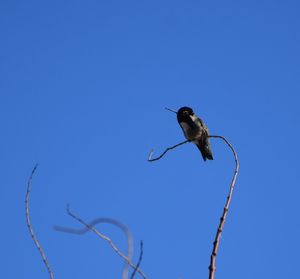 Low angle view of bird flying against blue sky