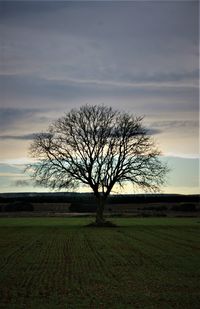 Bare tree on field against sky