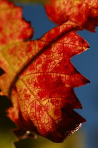 Close-up of dry leaves