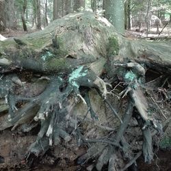 Close-up of roots on tree trunk