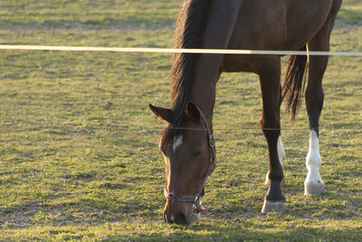 A magnificent brown horse running around a preserved area on a grass-covered meadow