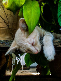 Close-up of cat on tree