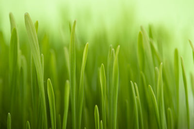 Green grass close up. abstract nature background. wheat green sprouts.
