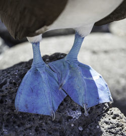 Close-up of bird