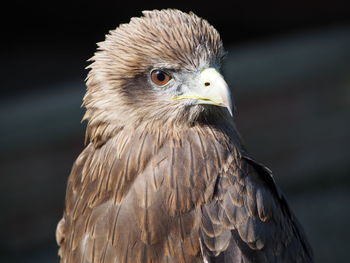 Close-up of kite on sunny day