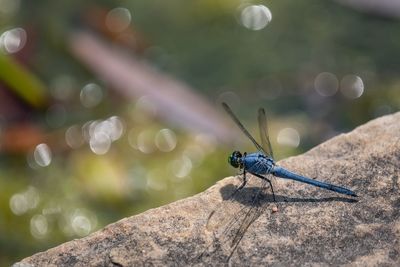 Close-up of dragonfly on rock