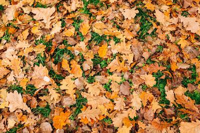 Full frame shot of autumn leaves