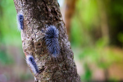 Close-up of lizard on tree trunk