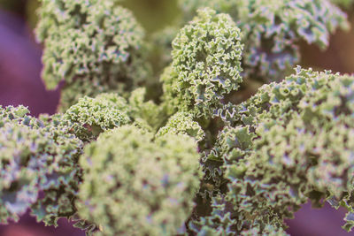 Close-up of fresh green plants