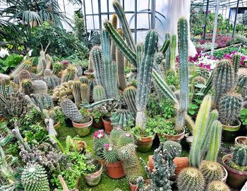 Close-up of cactus plants in greenhouse