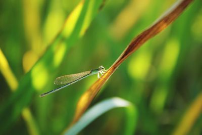 Close-up of insect on grass