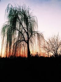 Silhouette of bare trees at sunset