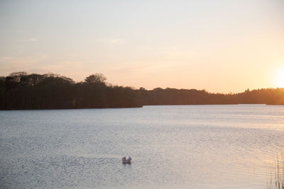 Swan floating on virginia water lake at sunset