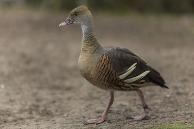 Close-up of bird on field