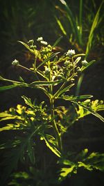 Close-up of plant