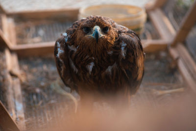 Close-up of eagle