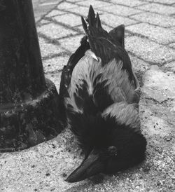 High angle view of bird on shadow