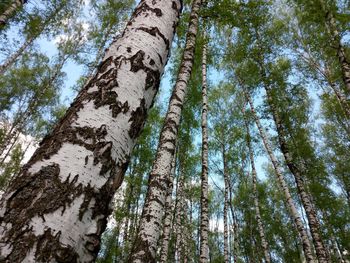 Low angle view of pine trees against sky