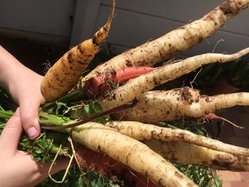 Close-up of hand holding crab