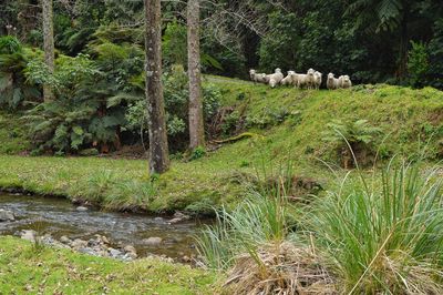 Sheep in forest