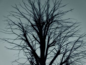 Low angle view of silhouette bare tree against clear sky