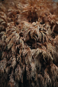 Orange branch of dry plant on a blurred background. september details. autumn and wilting nature