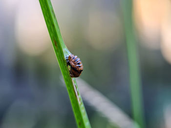 Insects perched on the weeds