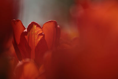 Close-up of red flower
