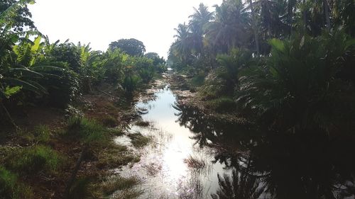 Trees growing in forest against sky