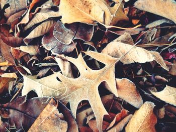 Full frame shot of dry leaves