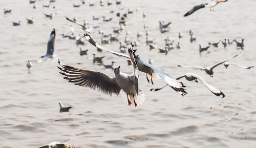 Flock of birds flying over water