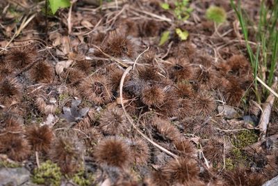 Full frame shot of dry leaves