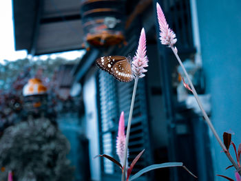 Close-up of butterfly on plant