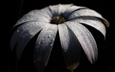 Close-up of raindrops on white flower