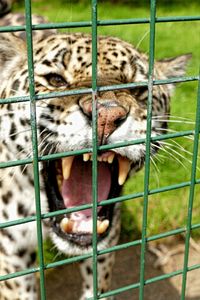 Portrait of cat in cage