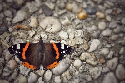 Close-up of butterfly