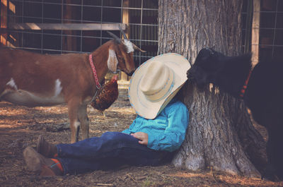 Goats near man resting under tree in farm