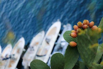 Close-up of succulent plant in water