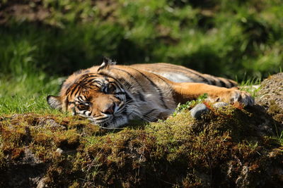 Close-up of tiger