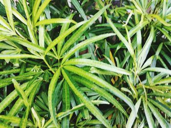 Full frame shot of plants